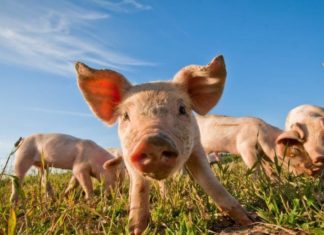 potpore sektoru svinjogojstva
