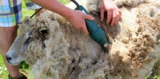kako pripremiti ovce za šišanje
