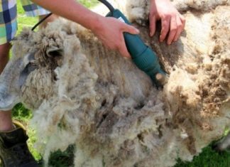 kako pripremiti ovce za šišanje