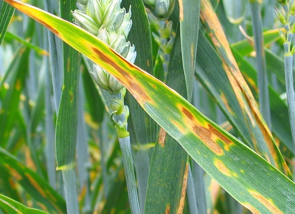 Siva pjegavost lista - opasna bolest kukuruza
