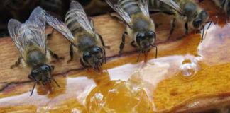 prihranjivanje pčela starim medom