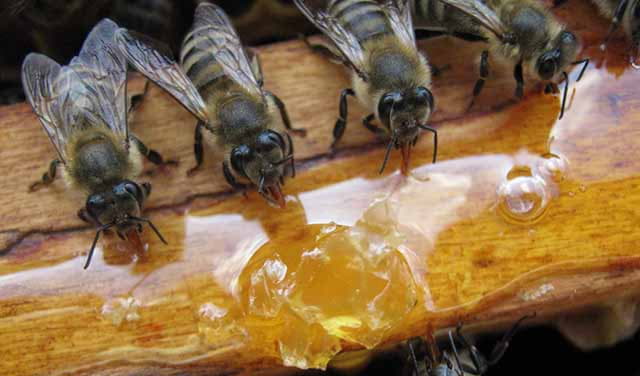 prihranjivanje pčela starim medom