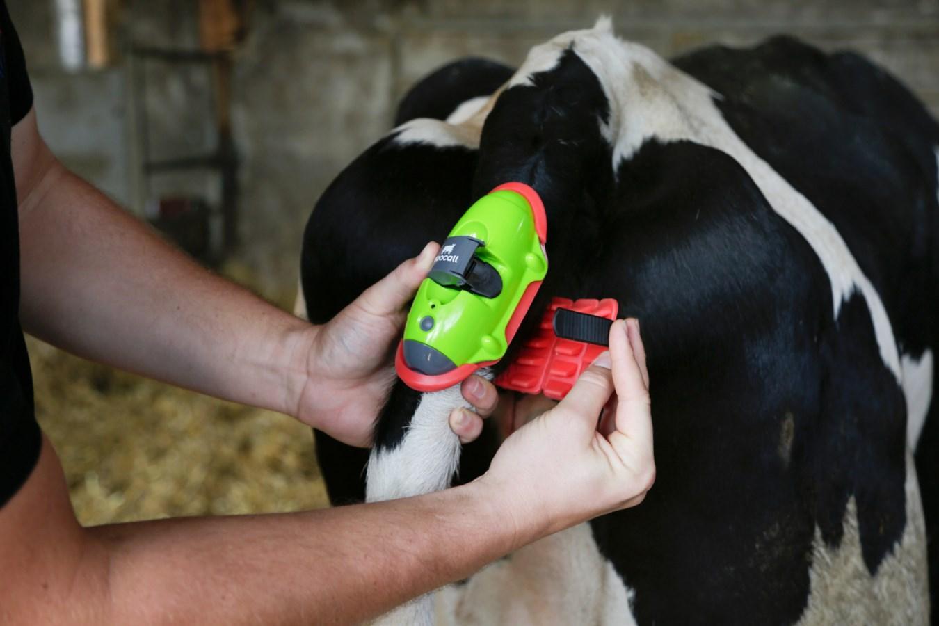 Moocall CALVING senzor na repu krave za najavu teljenja