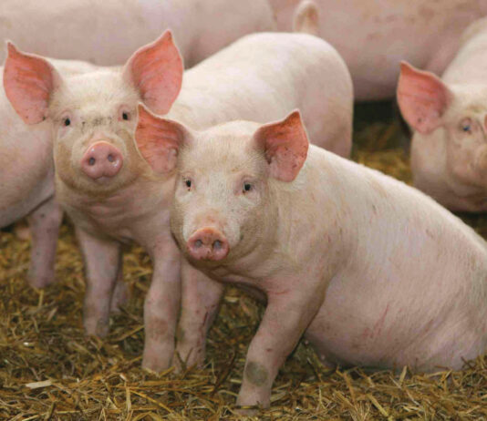 Prvi slučajevi afričke svinjske kuge u Njemačkoj