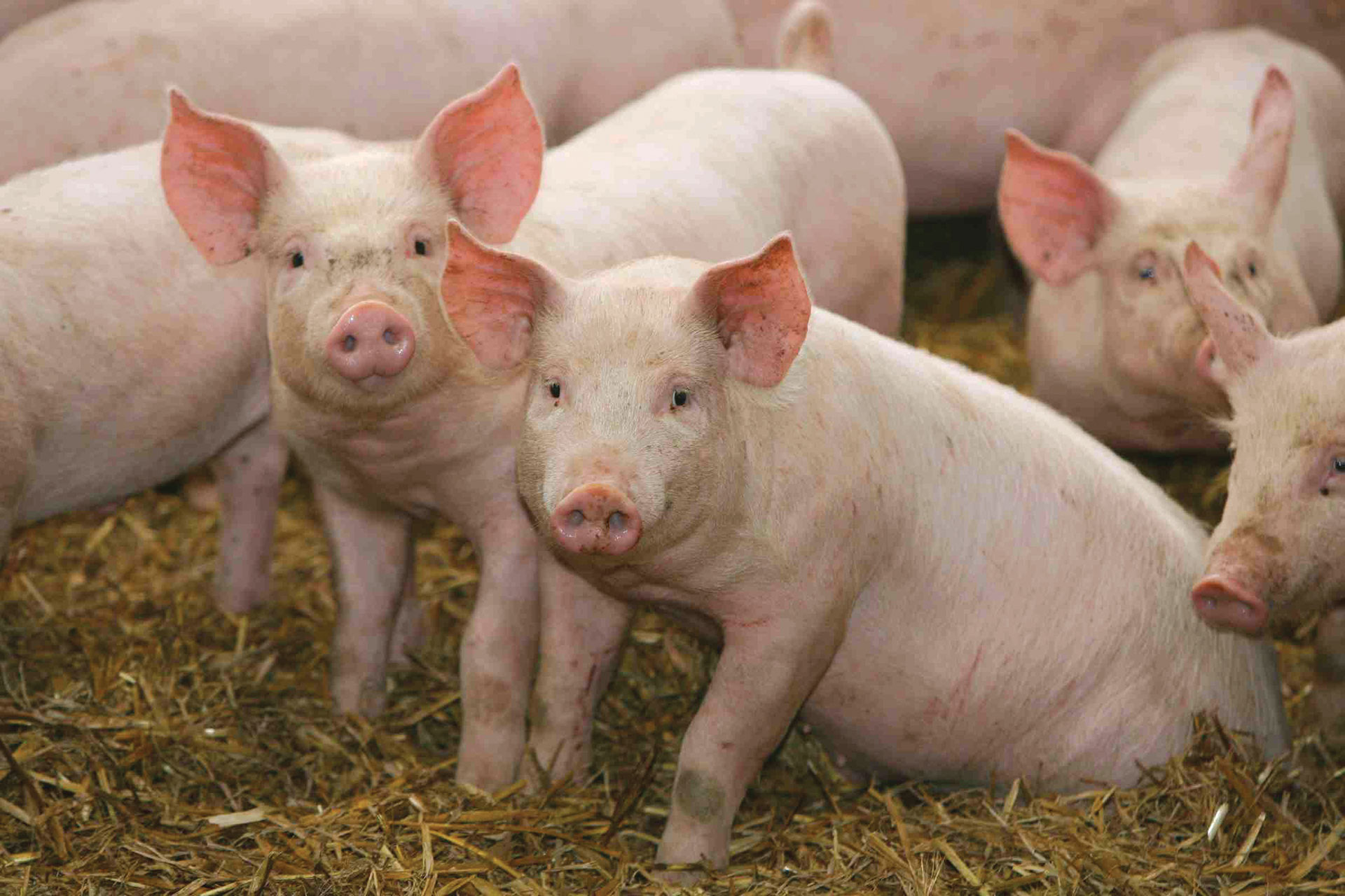 Prvi slučajevi afričke svinjske kuge u Njemačkoj