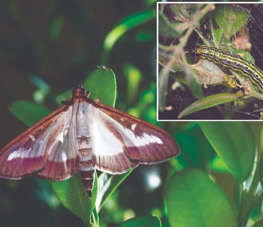 Šimširov moljac brsti živice Šimširov moljac brsti živice