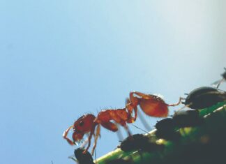 Mravi – korisni ili štetni?