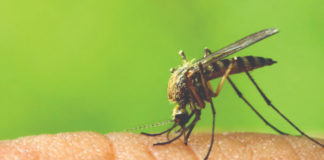 ubodi insekata ubodi komaraca ubodi osa