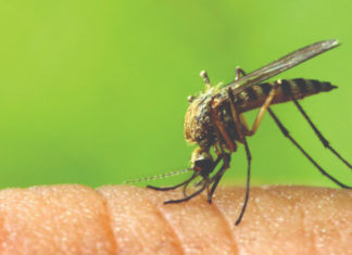 ubodi insekata ubodi komaraca ubodi osa