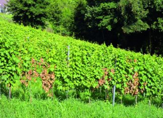 zlatna žutica štrigovski vinogradi