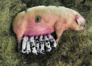 proizvodnja svinja na opg-u