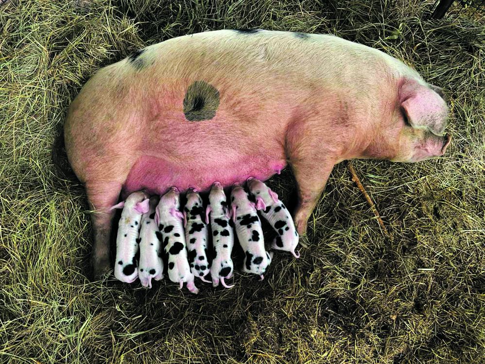 proizvodnja svinja na opg-u