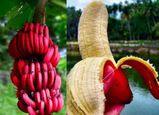 crvene banane