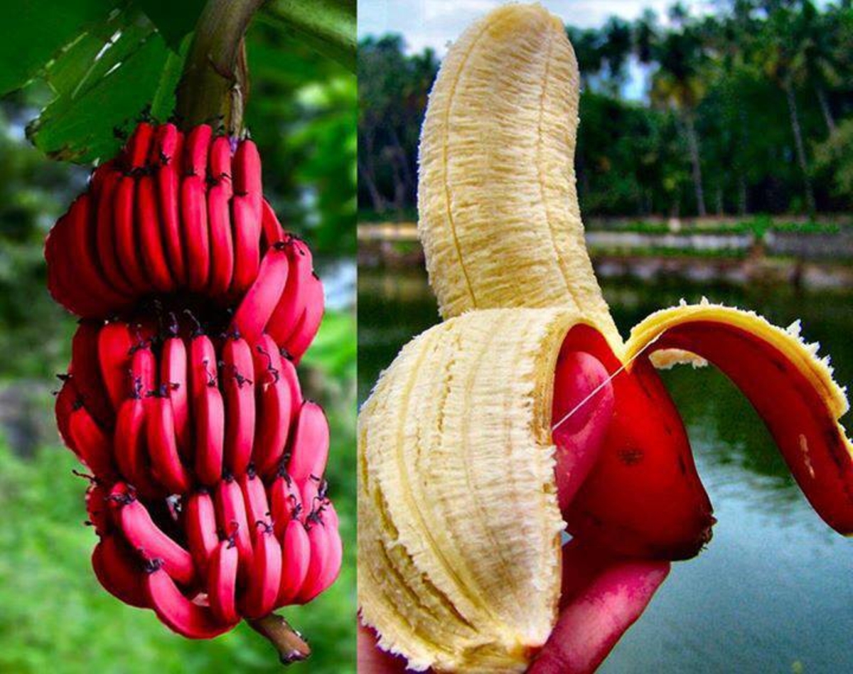 crvene banane