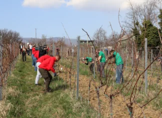 Održano prvo međufakultetsko natjecanje studenata u rezidbi vinove loze