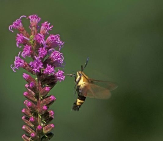 oprašivanje moljcima moljci