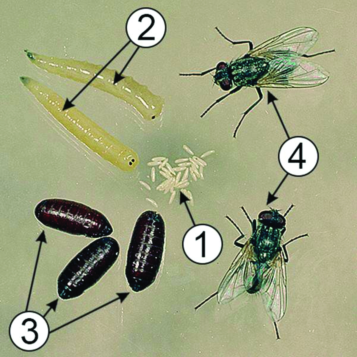 Комнатная муха как называется. Личинки и куколки синантропных мух. Яйцо личинка куколка Муха. Стадии развития личинок мух. Личинка комнатной мухи.