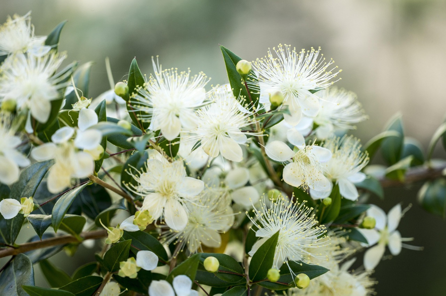 Mirta (Myrtus communis), zimzeleni mediteranski grm