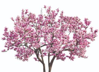 Kako uspješno uzgojiti magnolije?