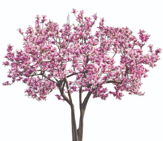 Kako uspješno uzgojiti magnolije?