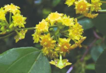 Dračin med – trnovita biljka koja daje zlatni eliksir zdravlja