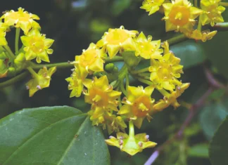 Dračin med – trnovita biljka koja daje zlatni eliksir zdravlja