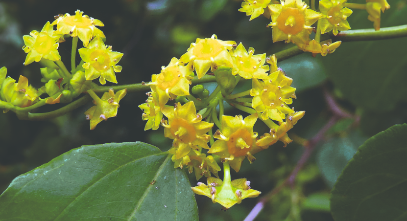 slika 1 paliurus-spina-christi-7