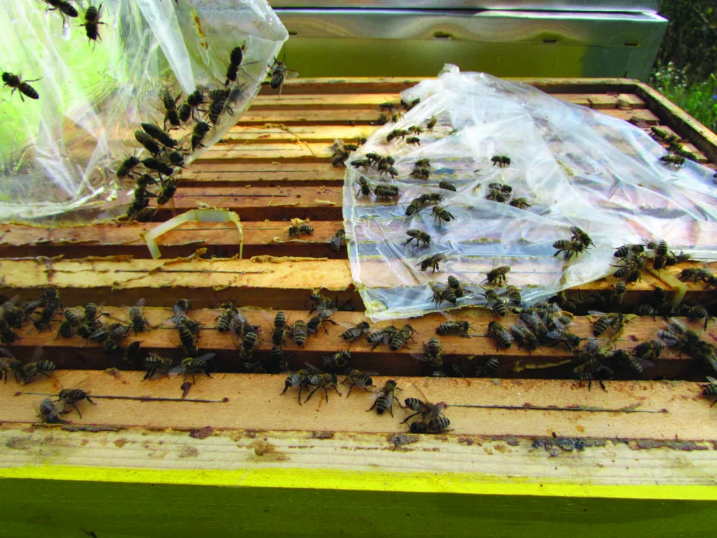 Prihranjivanje pčela i moguće opasnosti