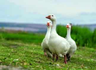 Hranidba gusaka na gospodarstvu