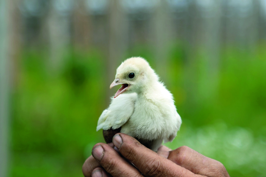 slika 1 shutterstock_2643541611