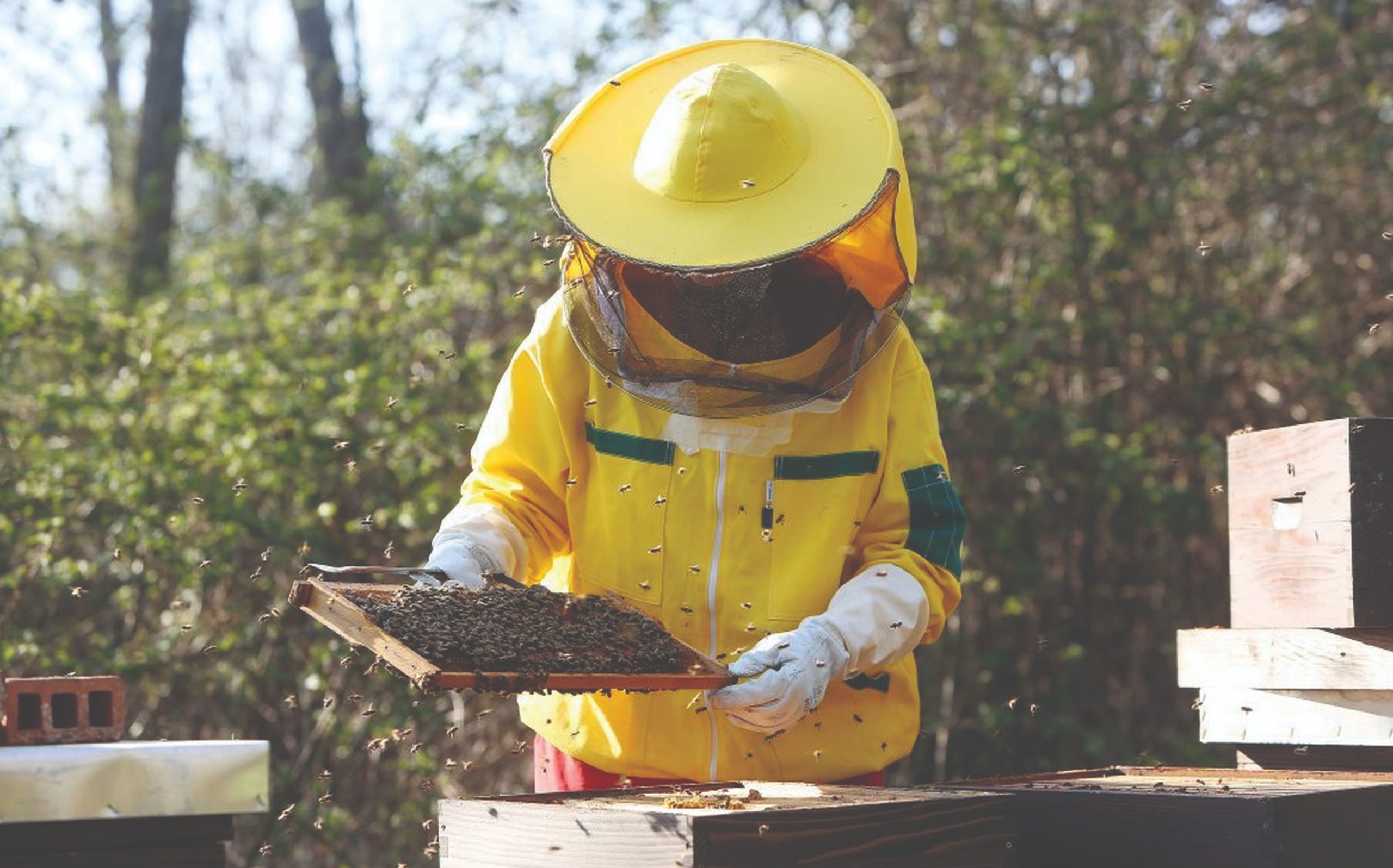 gubitci pčelinje zajednice