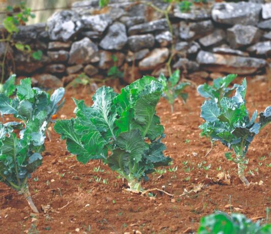Dalmatinska raštika: tradicija na tanjuru