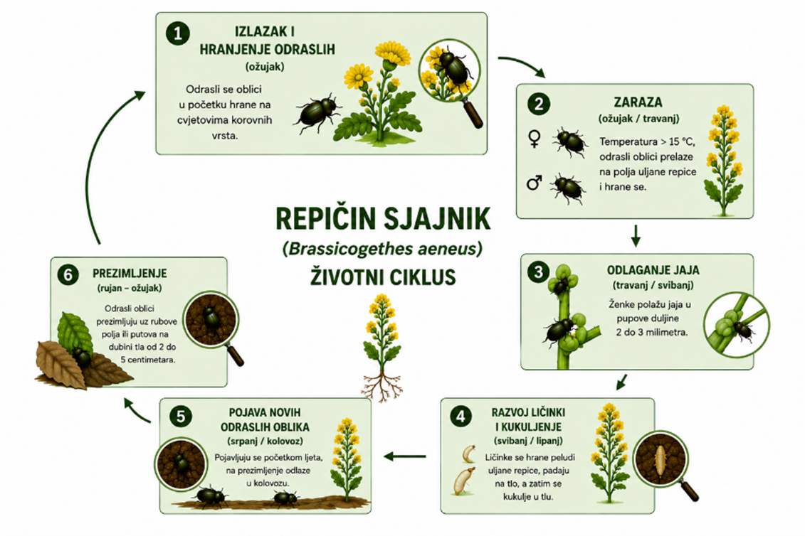 Životni ciklus repičina sjajnika