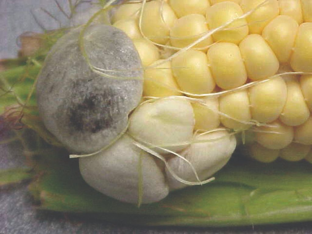 mjehurasta snijet smanjuje urod kukuruza šećerca