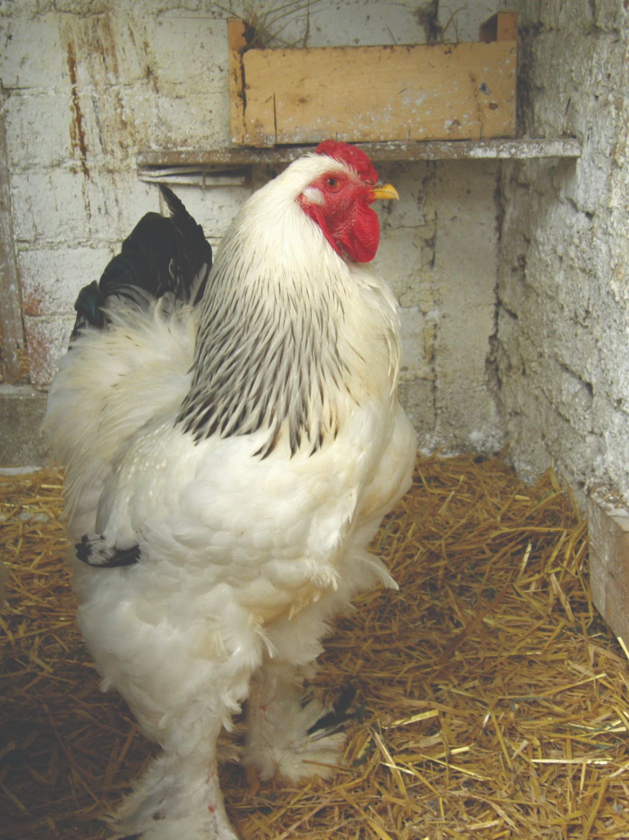 Divovska kokoš brahma - Gospodarski list