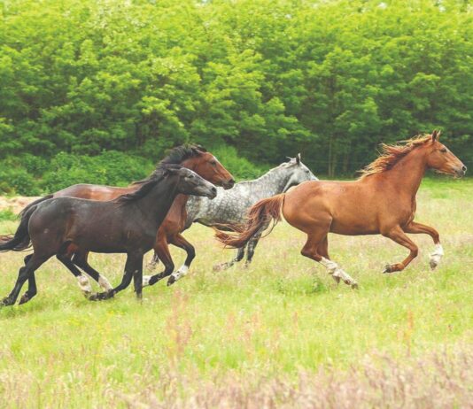 Isplativost uzgoja konja