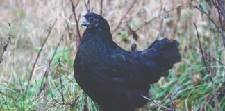 švedska crna kokoš uzgoj crne švedske kokoši