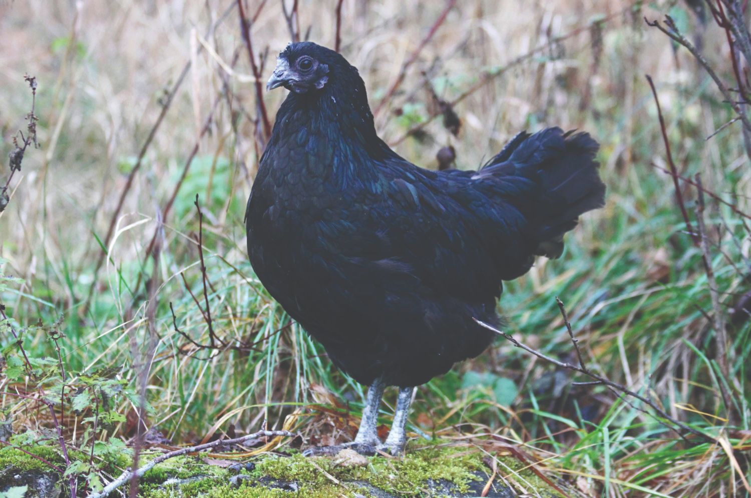 švedska crna kokoš uzgoj crne švedske kokoši