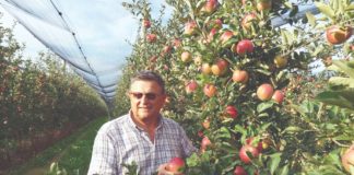 jabuke iz poljske proizvodnja jabuka hrvatske jabuke uvoz jabuka