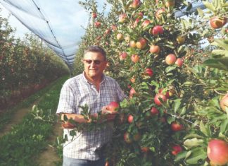jabuke iz poljske proizvodnja jabuka hrvatske jabuke uvoz jabuka
