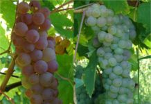 klonska selekcija u vinogradarstvu
