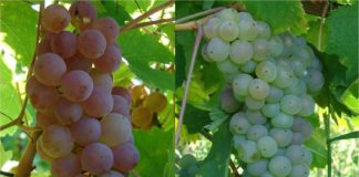 klonska selekcija u vinogradarstvu