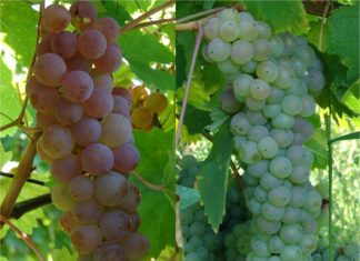 klonska selekcija u vinogradarstvu