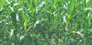 Imate problem višegodišnjih korova u kukuruzu?