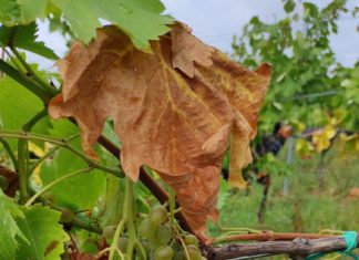 utjecaj suše na vinovu lozu