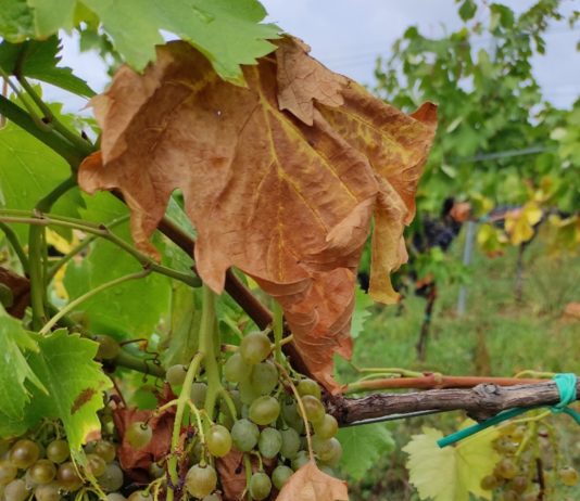 utjecaj suše na vinovu lozu