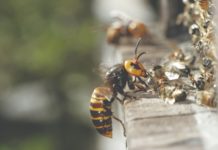 napad stršljena na pčelinje zajednice