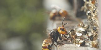 napad stršljena na pčelinje zajednice