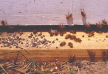 vapneno leglo bolesti pčela bolesti pčelinjeg legla