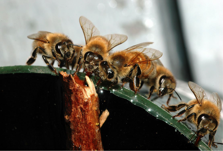 prihrana pčela za zimu prihrana krajem ljeta